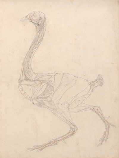 A Comparative Anatomical Exposition of the Structure of the Human Body with That of a Tiger and a Cow by George Stubbs